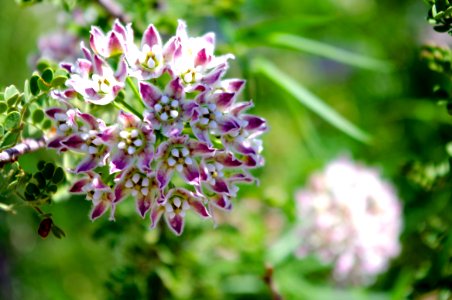 Climbing Milkweed photo