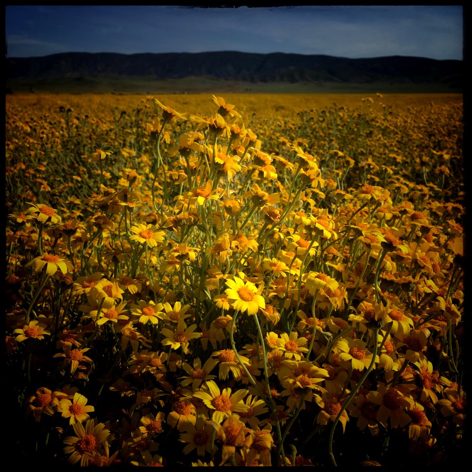 In the Land of Endless Spring by J.M Golding