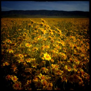 In the Land of Endless Spring by J.M Golding