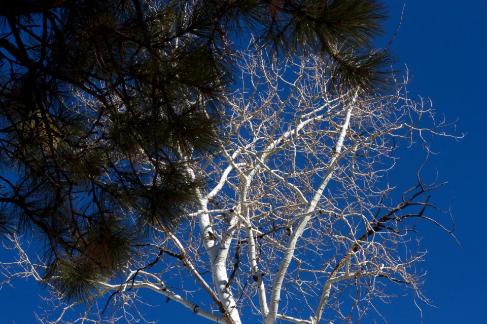 Pine and Aspen Together