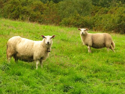 Livestock white wool photo