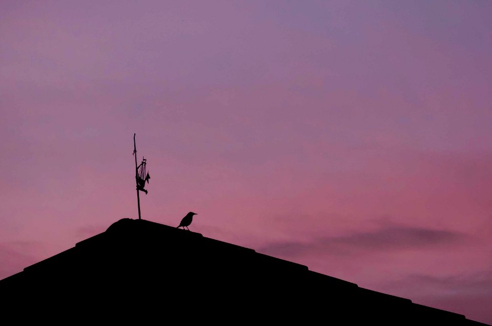 Atardecer con pájaro y veleta