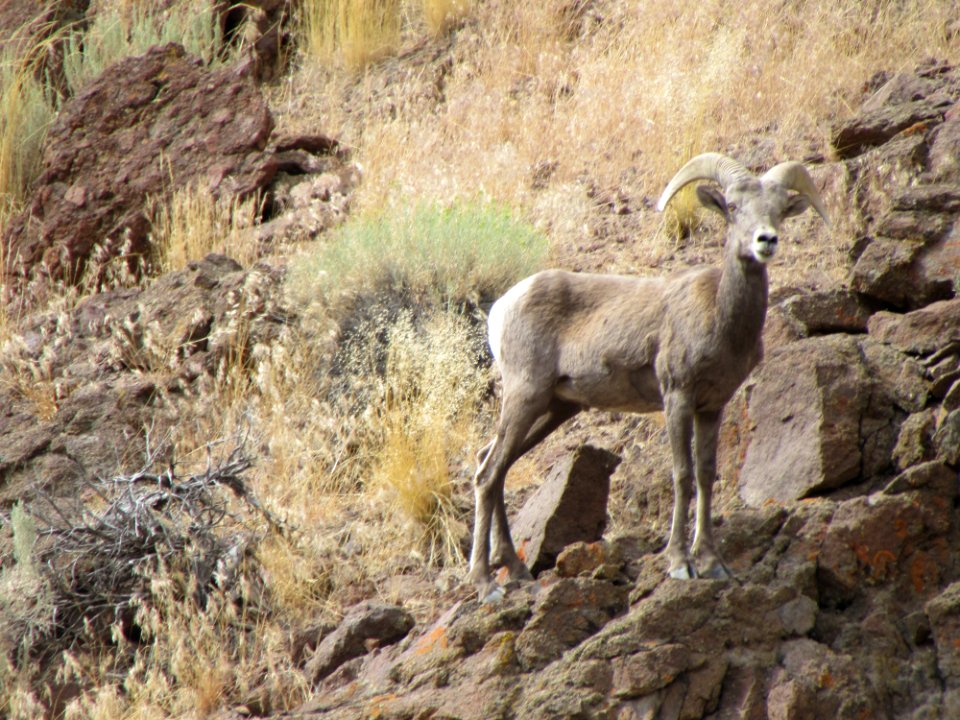 Bighorn sheep in the Applegate Field Office