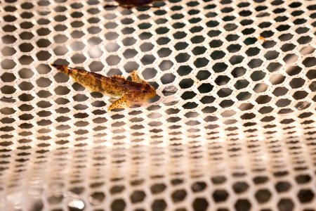 Chesapeake logperch surveying