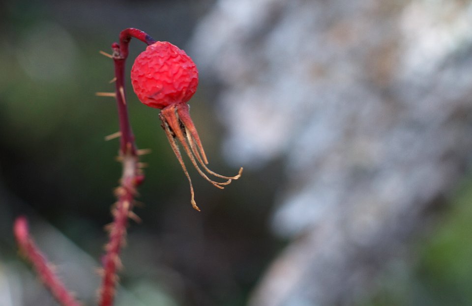 Wrinkled Rose Hip
