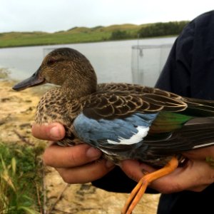 Cinnamon Teal Eclipse Drake