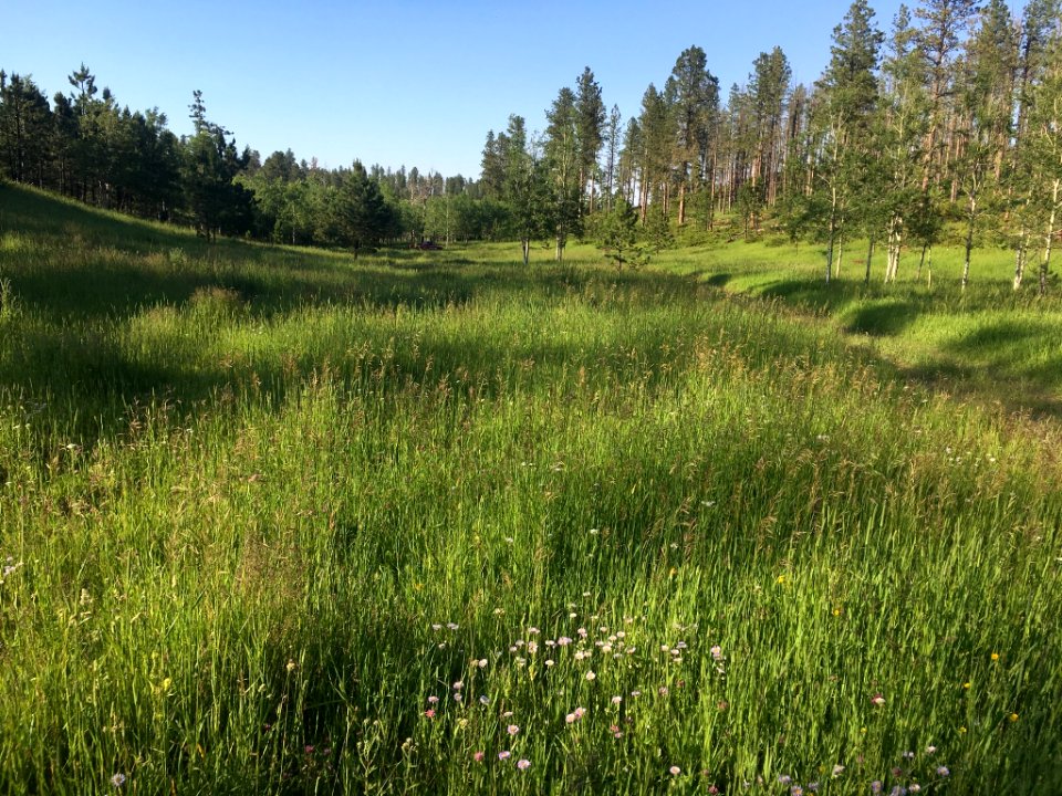Out in the Black Hills