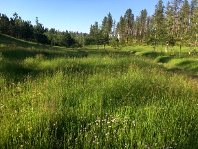 Out in the Black Hills