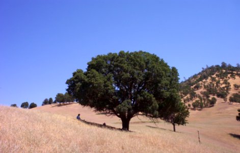 Black Oak at Cortina Rancheria
