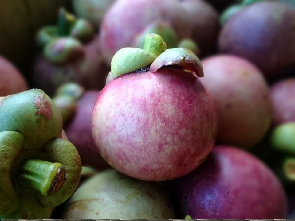 Fruit healthy harvest