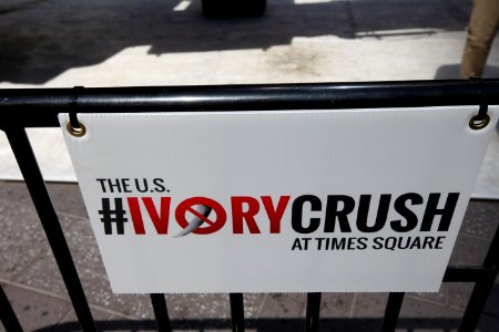 New York Ivory Crush 2015