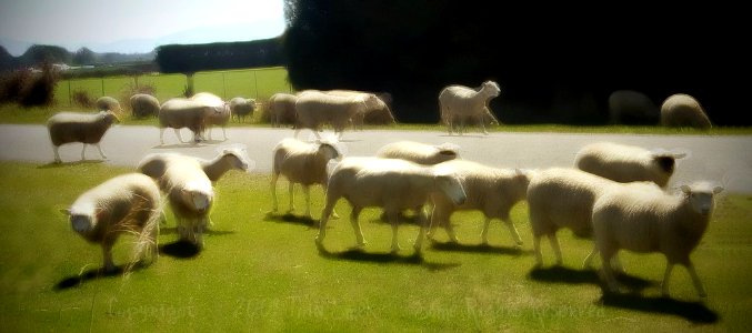Nothing to eat (Sheep Droving)