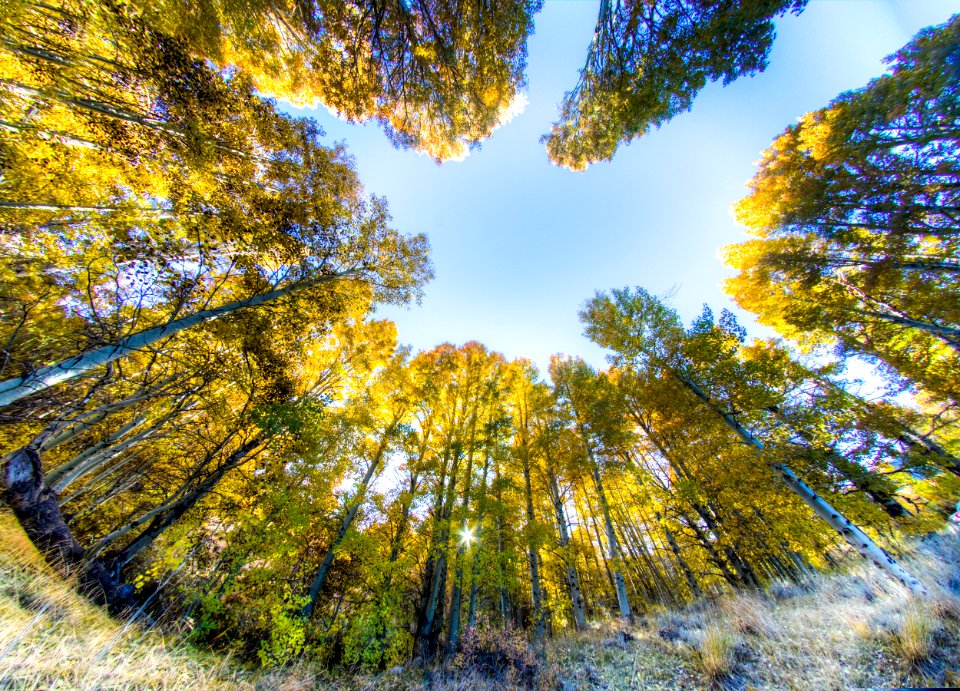 Conway Summit Area of Critical Environmental Concern