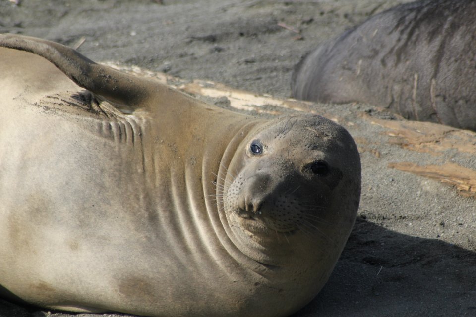 Female Elephant Seal
