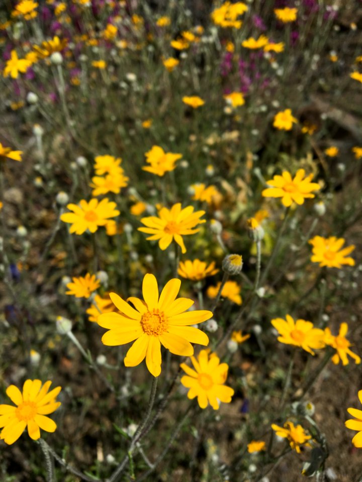BLM Ukiah Field Office Wildflowers