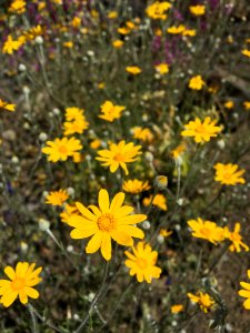 BLM Ukiah Field Office Wildflowers