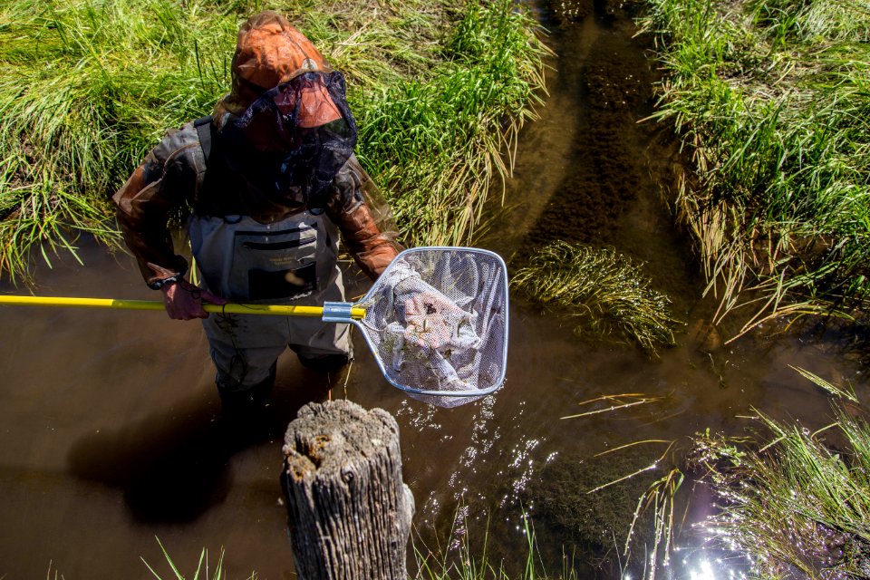Fish Surveys at Baca National Wildlife Refuge
