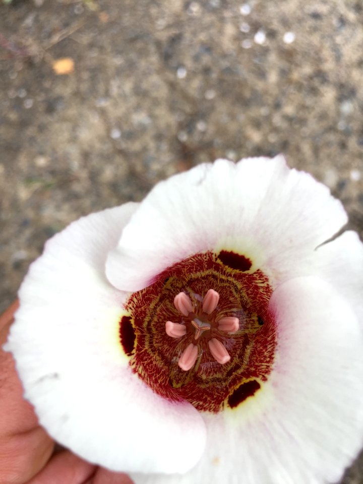 Coast Range Mariposa Lily