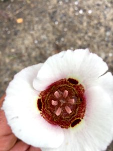 Coast Range Mariposa Lily