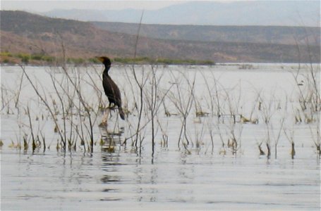 Me And the Grebes photo