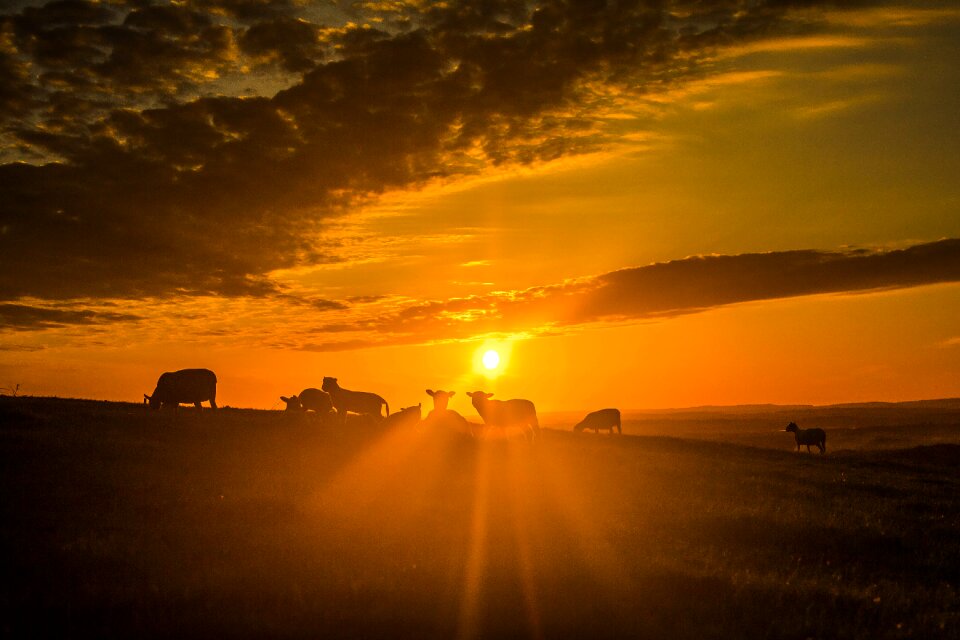 Sun sheep clouds