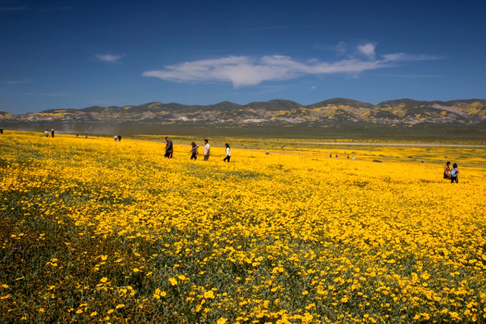 Super Bloom 2017 at Carrizo Plain National Monument
