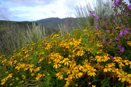 Wishbone bush and SD Sunflower