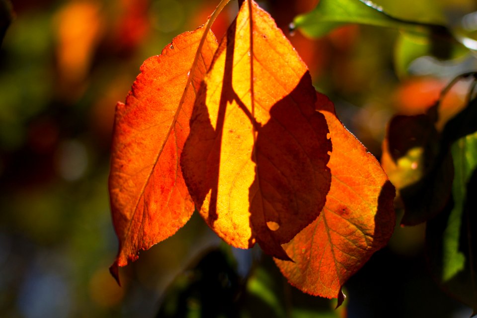 Leaf Venns