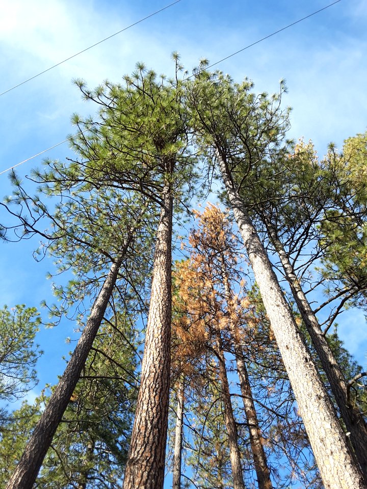 PG&E Bummerville