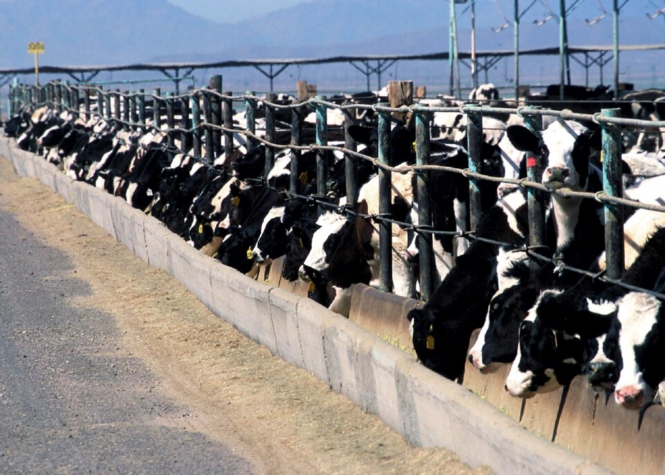Rural animal cows
