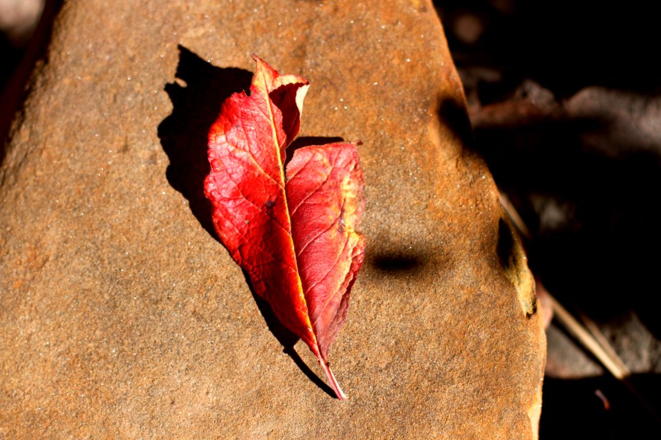 Plum Red on Sandstone