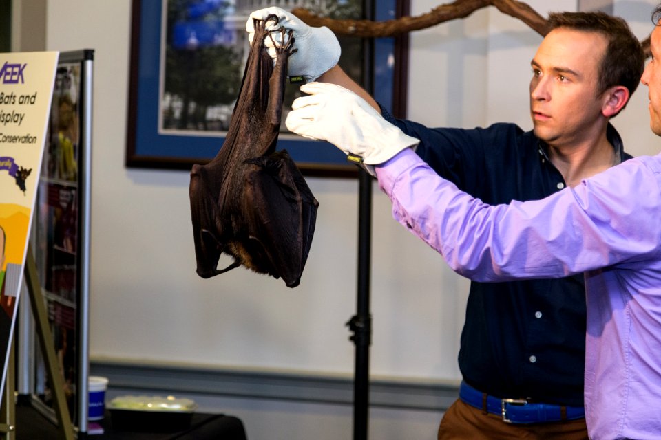 Bat Week 2017 - Congressional Reception