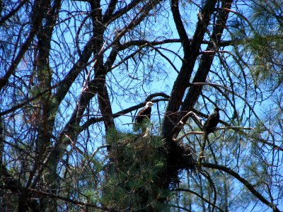 View of Bald Eagle, Cache Creek