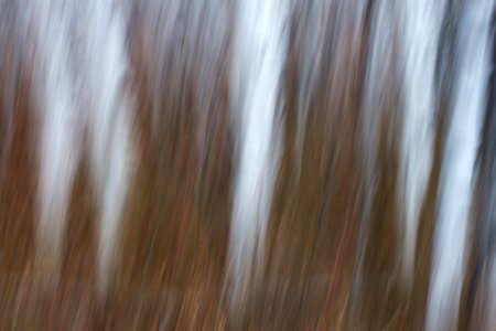 Aspen Dream #7