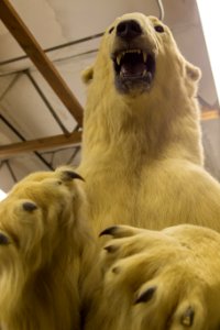 Wildlife Forensics Lab