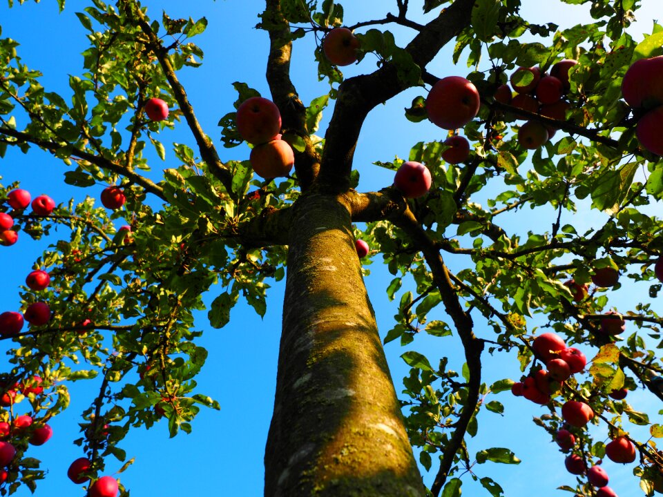 Orchard apple fruit