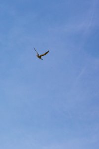 Chincoteague National Wildlife Refuge
