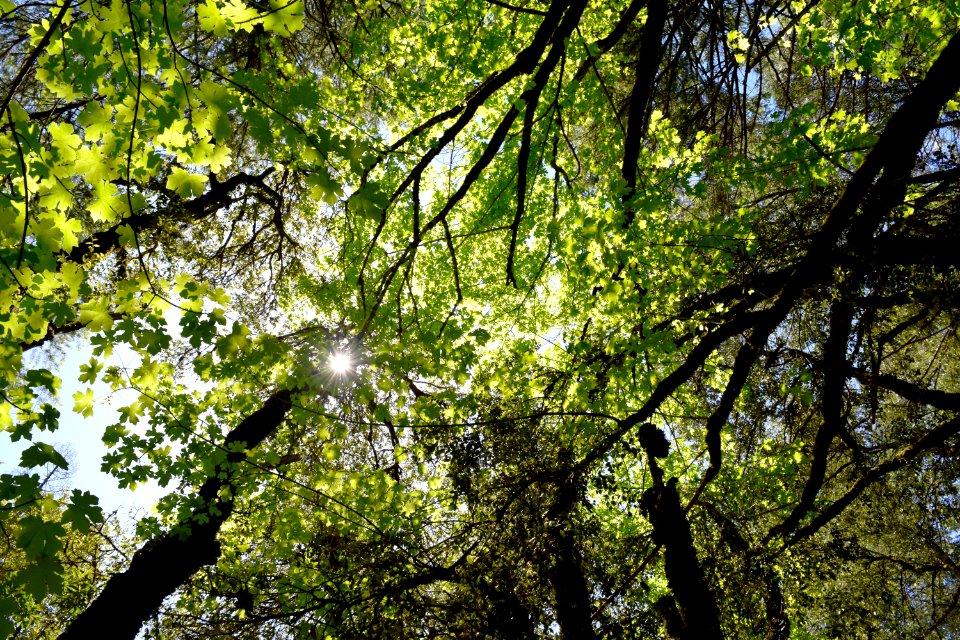 Butte Creek Trail