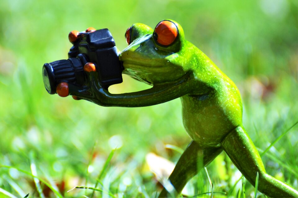 Green animal animal world