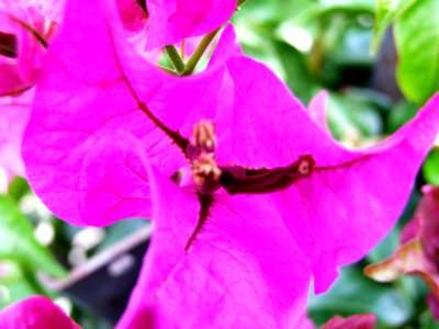 Bougainvillea-Taormina-Sicilia-Italy - Creative Commons by gnuckx
