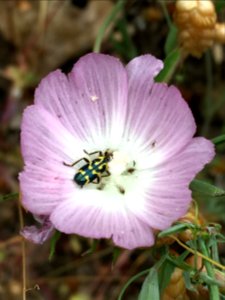 BLM Arcata Field Office Wildflowers