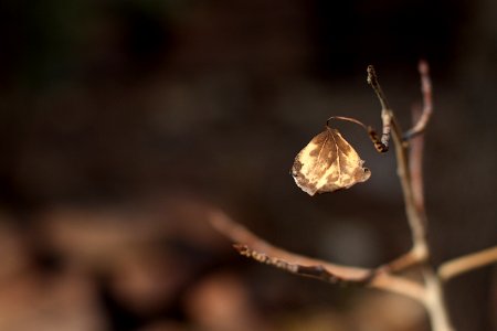 Last Aspen Leaf Hanging