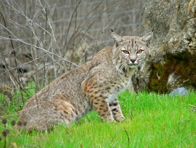 Nature big cat lynx