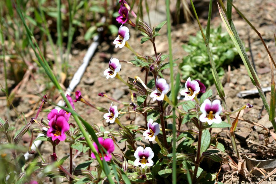 BLM Arcata Field Office Wildflowers