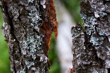 Split View