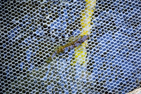 Chesapeake logperch surveying