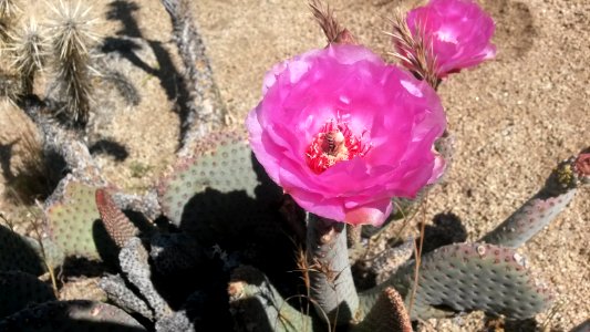 Wildflower in the BLM Ridgecrest Field Office