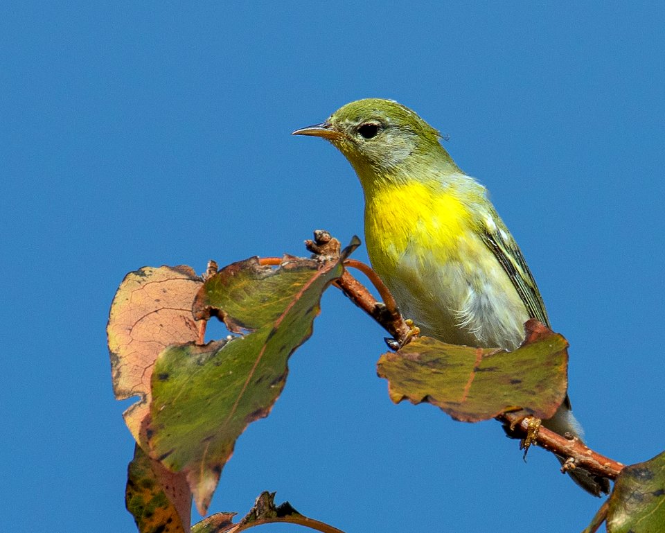 Northern Parula Back Bay NWR