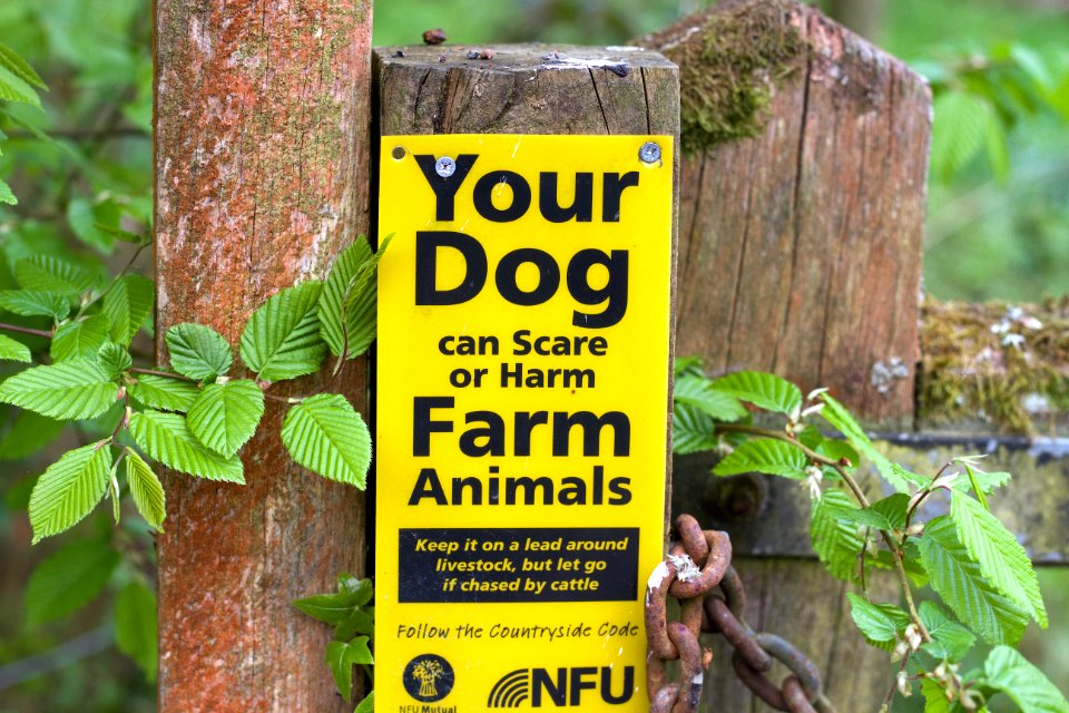 My Dog Can Scare Farm Animals??
