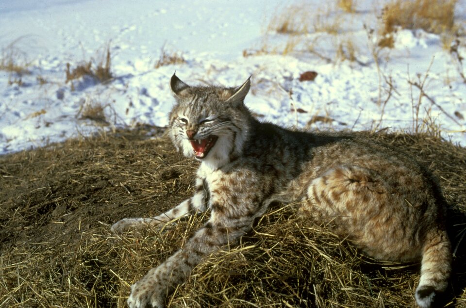 Nature big cat lynx
